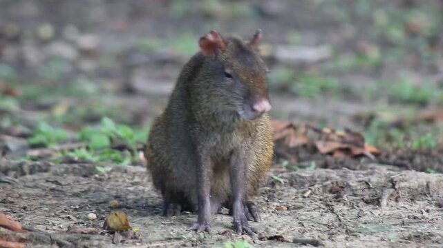 video closeup de cotia roendo sementes na amazonia