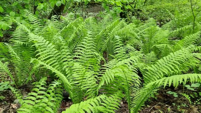 Verdant ferns carpeting forest floor, creating lush green landscape with vibrant undergrowth in serene woodland setting