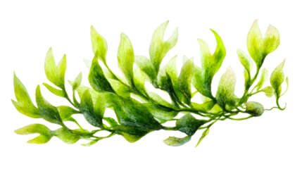 Seaweed, marine plant, green algae, underwater element. cut out transparent