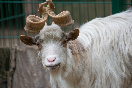 Girgentana goat close up