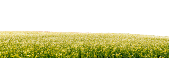 Lush field of yellow canola flowers with green stems, cut out transparent.