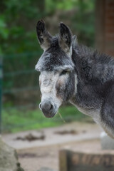 Fototapeta premium A vertical closeup shot of a grey donkey