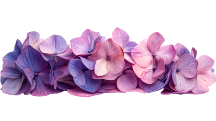 Hydrangea blossom in pastel hues, floral arrangement. cut out transparent