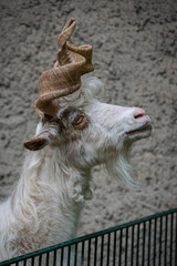 Girgentana goat close up