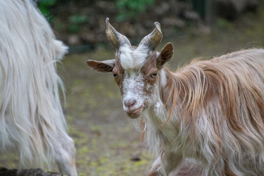 Girgentana goat close up