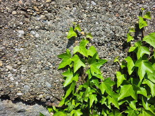 Green leaves weave over a gray stone, there is room for text
