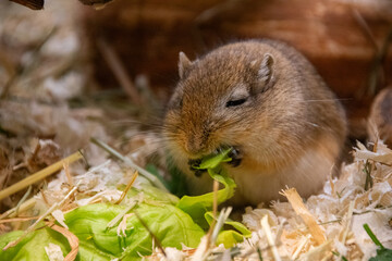 A little hamster eating close-up