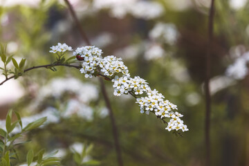 Thunberg's spirea. Ornamental shrub with tiny white flowers on a blurred background. Close-up of the plant.