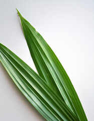 A minimal style photo of a pandan leaf on a white background, isolated, soft natural light, flat lay for eco product packaging or Thai herbal concept.