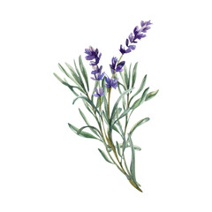 Fototapeta premium Lavender bouquet watercolor illustration with violet flowers and green leaves.Hand drawn wild field elements clipart for cosmetics, medicine product packing,poster, logo design