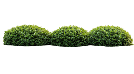 Three clipped evergreen shrubs in a row. cut out transparent