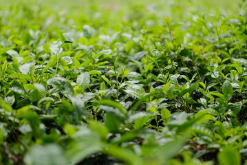 Tea Leaves - Tea garden - Close up detail of tea leaf shoots, Tea leaves ready to be harvested
