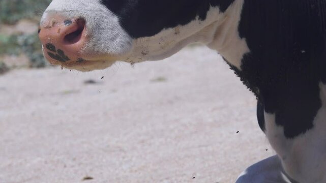Veterinary science. Cow bothersome muscas (face fly, Musca autumnalis), need long lashes, ears. Flies are harmful to fattening and milk yield, infect eyeworms (Thelazia). Eye cow closeup
