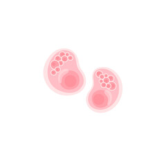 Chlamydia Vektor Illustration 