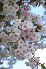 white pink sakura flowers. spring bloom