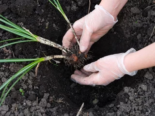 Fotobehang Krokus Woman hands in protective gloves planting crocus plants to the soil. Close-up  © rosinka79