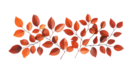 Autumn foliage, scarlet small leaves, spindly twigs, cut out transparent