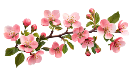 Delicate pink blossoms with fresh green foliage on branch. cut out transparent