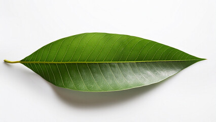 High-quality mango leaf isolated on white background, top view, minimalist style, natural shadow, botanical photography for organic branding.