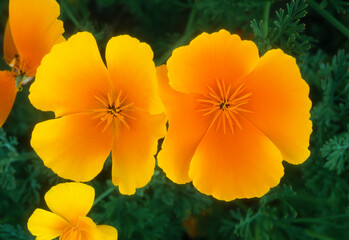 Eschscholzia californica , Pavot de Californie