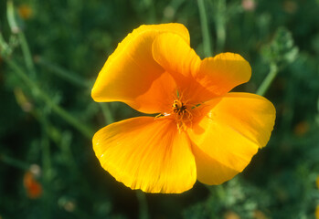 Eschscholzia californica , Pavot de Californie