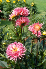 Fototapeta premium Dahlia cactus 'Aphalie'