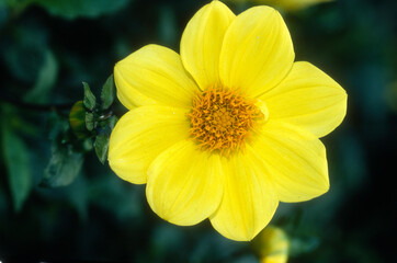 Dahlia nain simple 'Cadre Jaune'