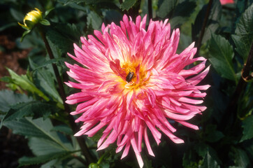 Dahlia cactus 'Aphalie'