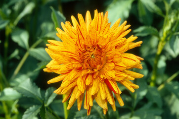 Dahlia cactus 'Sultane'