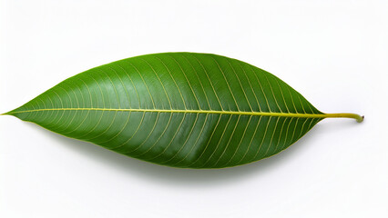 High-quality mango leaf isolated on white background, top view, minimalist style, natural shadow, botanical photography for organic branding.