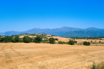 Obraz premium culture, blé, Province de Huesca, Aragon, Espagne