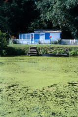 Lentille d'eau; Lemna minor; Parc naturel régional du Marais poitevin du Val de Sèvre et de...