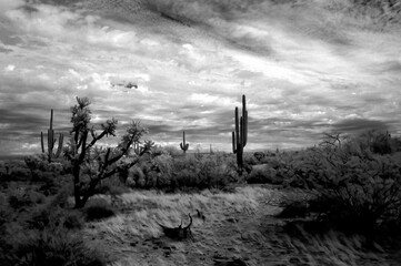 Sonora Desert Arizona in Infrared
