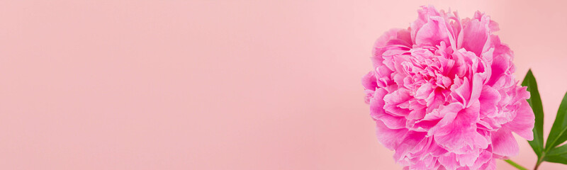 Horizontal pink background with blooming peony in corner, perfect for floral themed branding.
