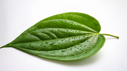 Betel leaf with water droplets on a white background, close-up, fresh and clean style, ideal for traditional Thai herbal branding.
