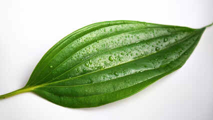 Betel leaf with water droplets on a white background, close-up, fresh and clean style, ideal for traditional Thai herbal branding.