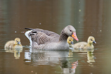 Graugans mit Küken schwimmt im See