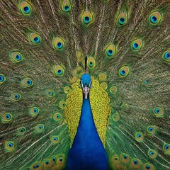 Obraz premium Peacock Front View