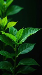 Deep green foliage, dramatically lit, against black Perfect for nature themes , design, rich