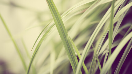 Vibrant green leaf bathed in sunlight, a serene moment of nature's delicate beauty