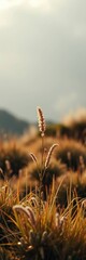 Golden Hour Grass: A Single Stem in Serene Sunset Landscape