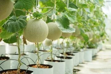 Closeup green organic melon grows in the greenhouse farm with blurred row of melon trees in background