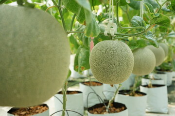 Closeup green organic melon grows in the greenhouse farm with blurred row of melon trees in background