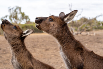 Kangaroos standing on dry ground on Kangaroo Island, Australia