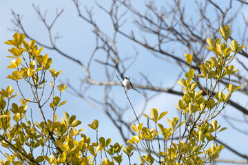 A long-tailed tit (Aegithalos caudatus), also named long-tailed bushtit, perches on a branch.