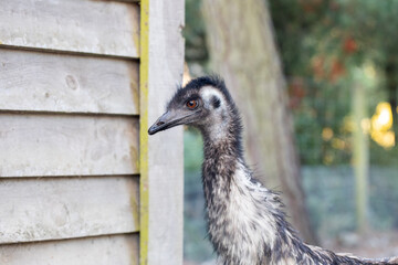 Close-up of an emu near a wooden structure in natural habitat