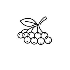 The icon of elderberries, representing the concepts of healthy berries and natural medicines