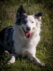 Black and white dog with blue eyes