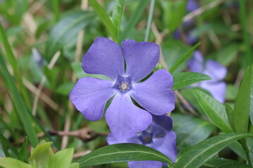 Vincar minor in April