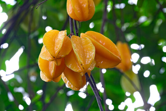 Close-up of star fruit or five-corner, binomial name Averrhoa carambola
